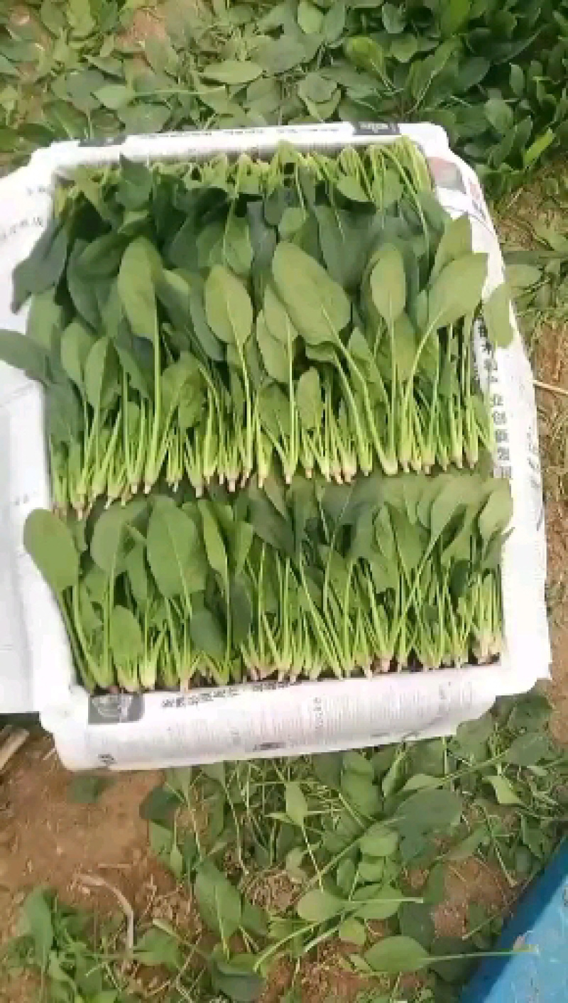 菠菜种，优质菠菜种，172优质品种，品种保证