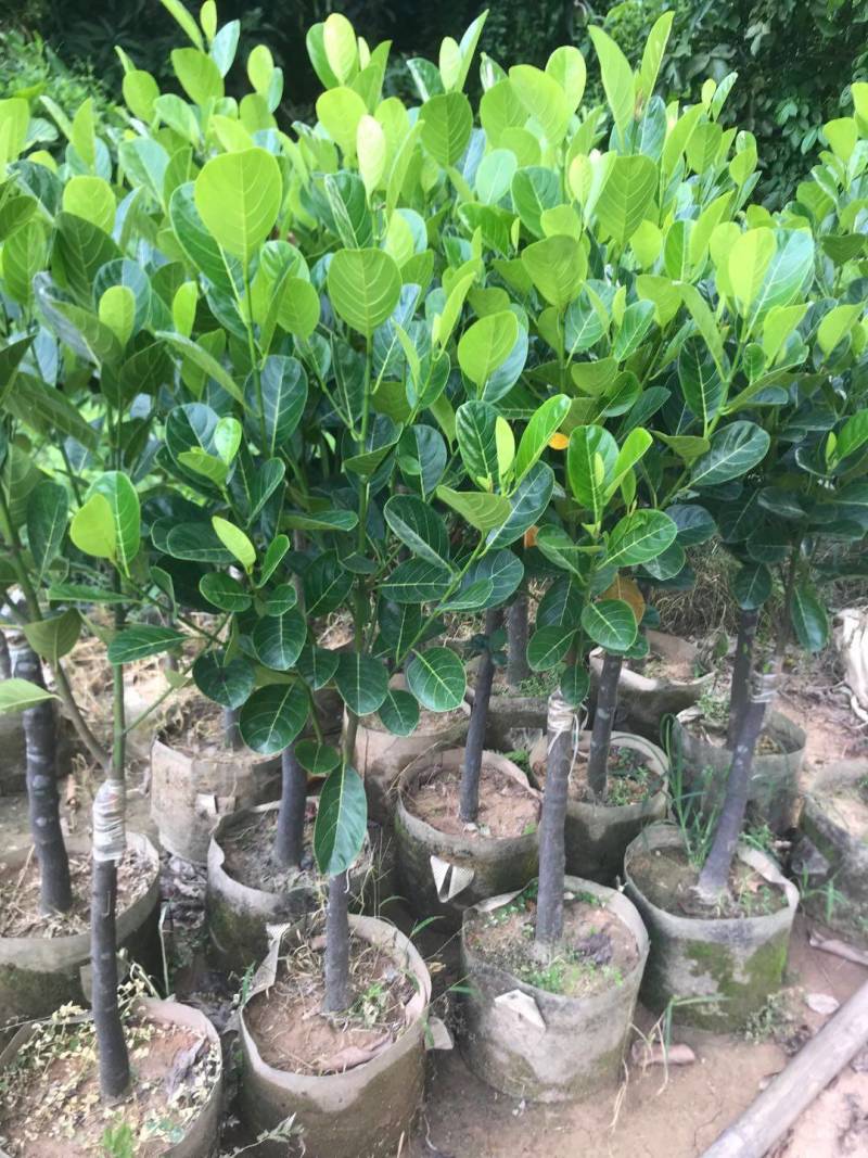 靠接美植袋菠萝蜜，实生苗菠萝蜜种苗