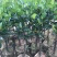 靠接美植袋菠萝蜜，实生苗菠萝蜜种苗