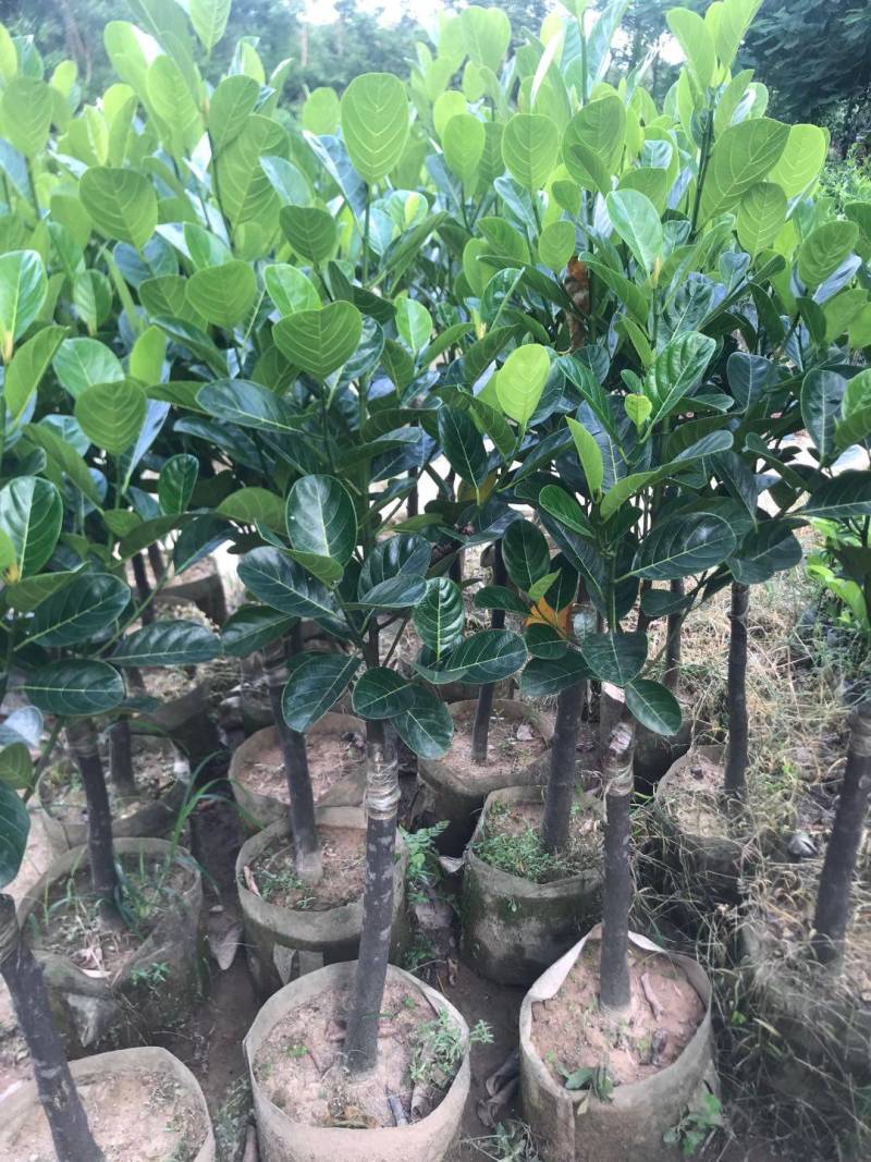 靠接美植袋菠萝蜜，实生苗菠萝蜜种苗