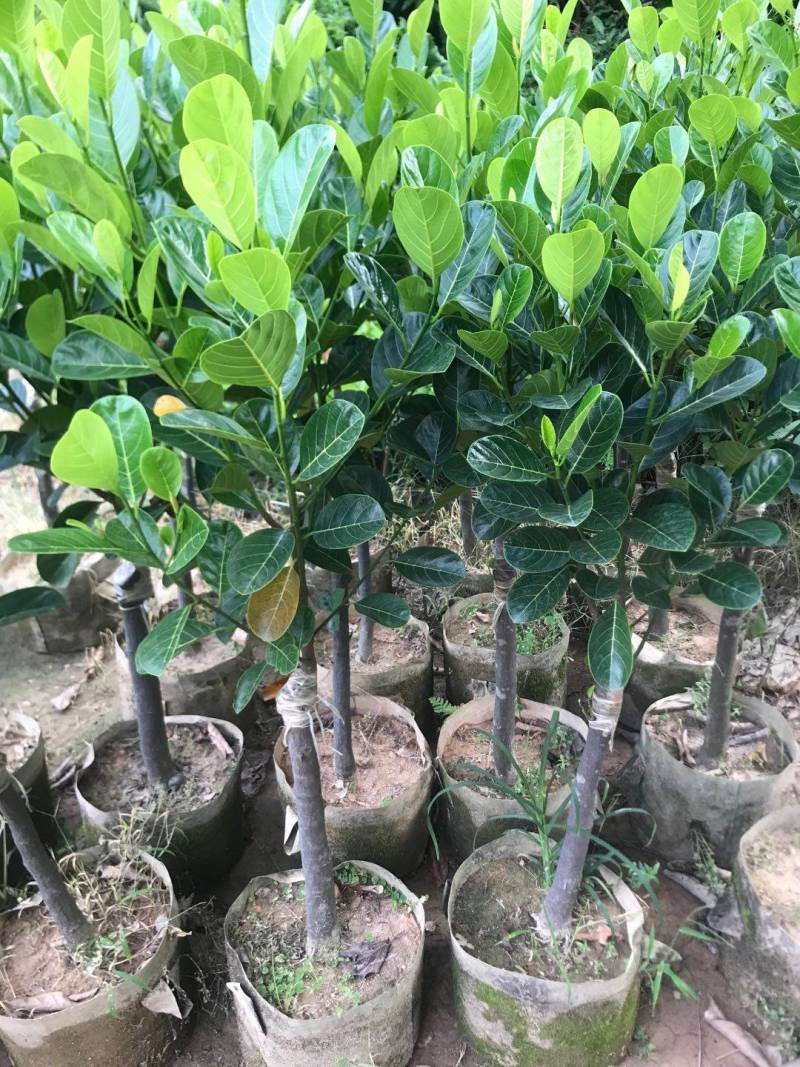 靠接美植袋菠萝蜜，实生苗菠萝蜜种苗