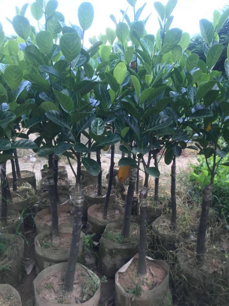靠接美植袋菠萝蜜，实生苗菠萝蜜种苗