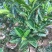 靠接美植袋菠萝蜜，实生苗菠萝蜜种苗