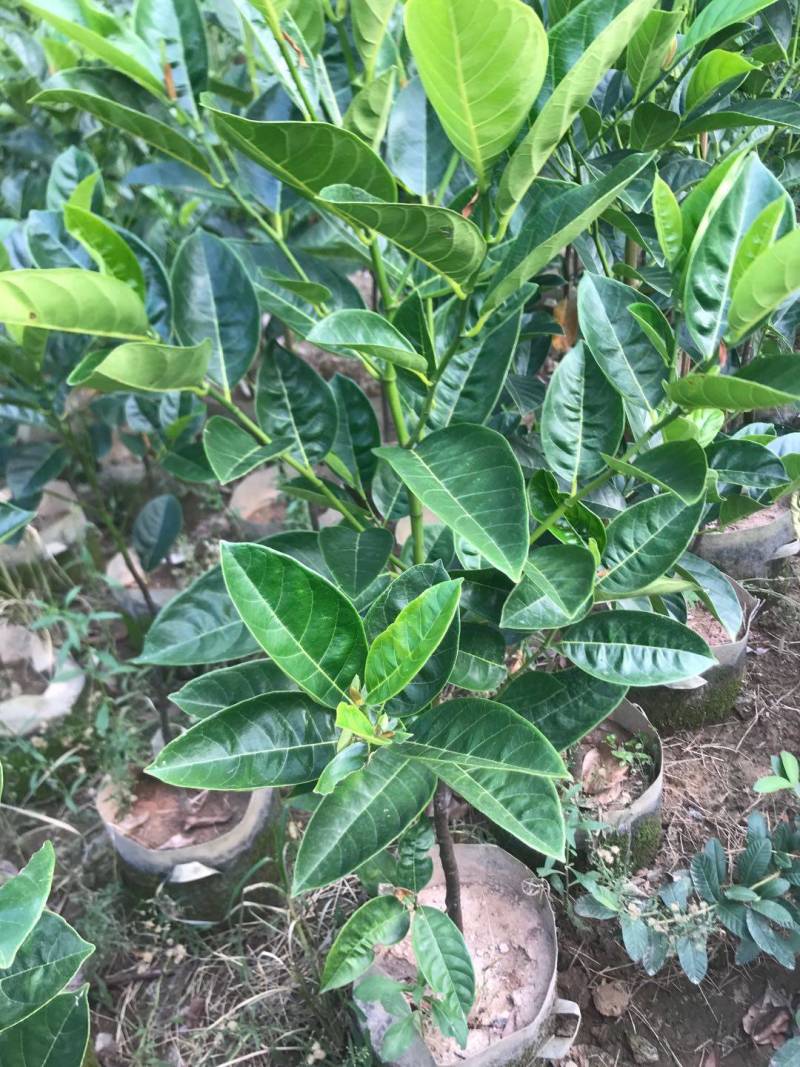 靠接美植袋菠萝蜜，实生苗菠萝蜜种苗