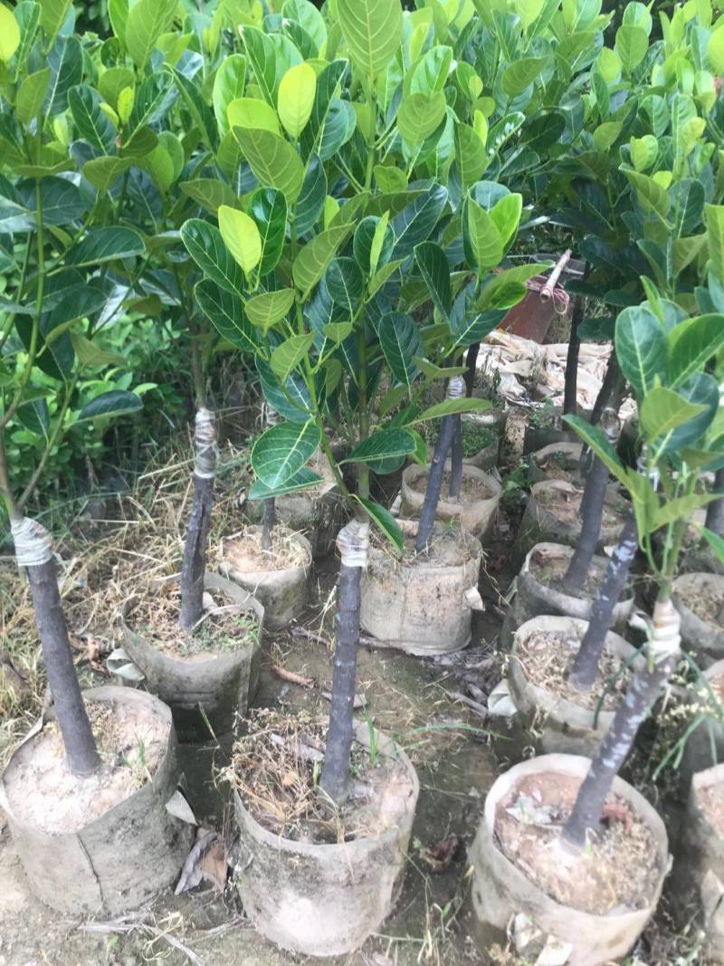 靠接美植袋菠萝蜜，实生苗菠萝蜜种苗