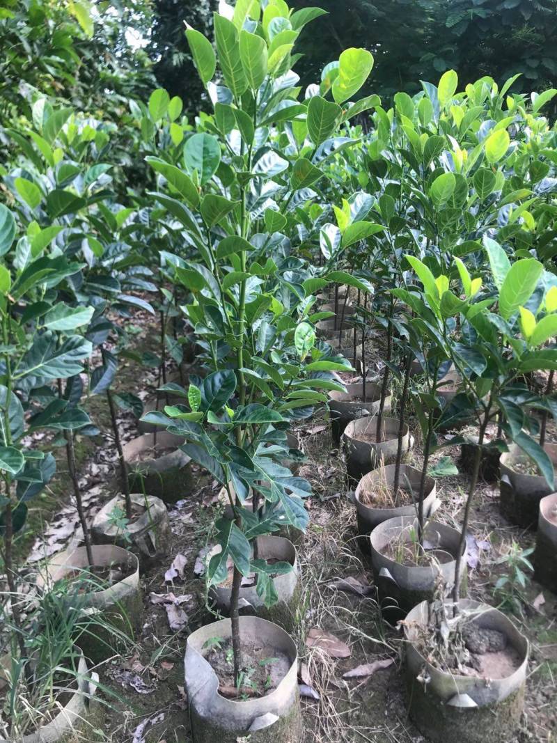 靠接美植袋菠萝蜜，实生苗菠萝蜜种苗