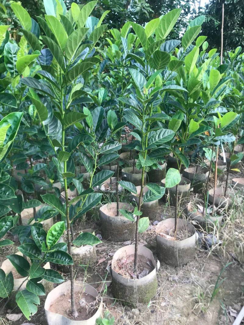 靠接美植袋菠萝蜜，实生苗菠萝蜜种苗