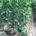 靠接美植袋菠萝蜜，实生苗菠萝蜜种苗