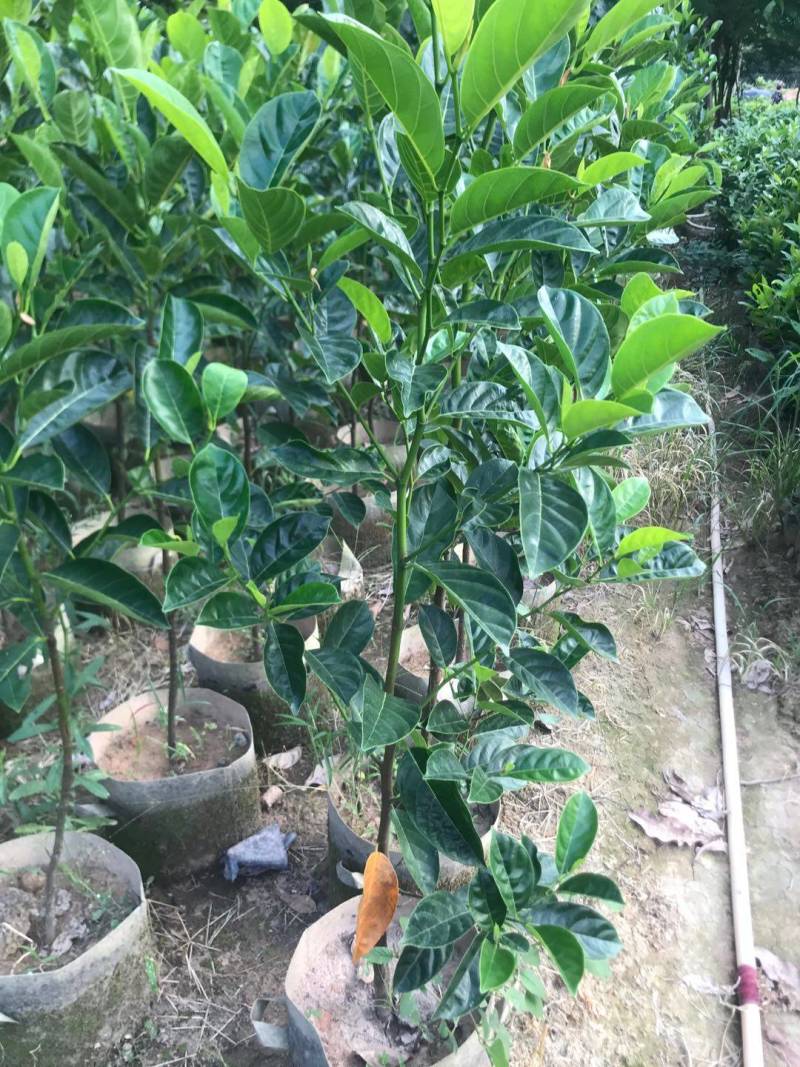 靠接美植袋菠萝蜜，实生苗菠萝蜜种苗