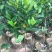靠接美植袋菠萝蜜，实生苗菠萝蜜种苗