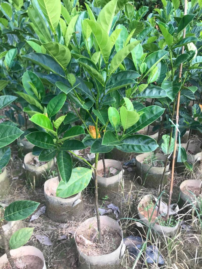 靠接美植袋菠萝蜜，实生苗菠萝蜜种苗