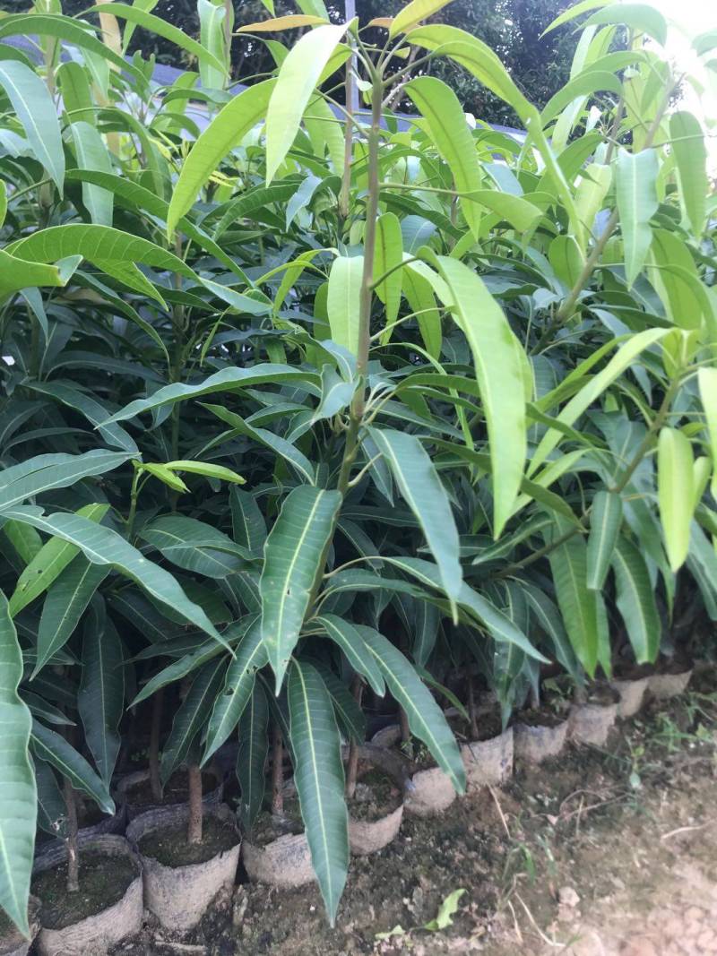 爱文红芒果，日本太阳芒果种苗