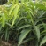 爱文红芒果，日本太阳芒果种苗