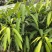 爱文红芒果，日本太阳芒果种苗