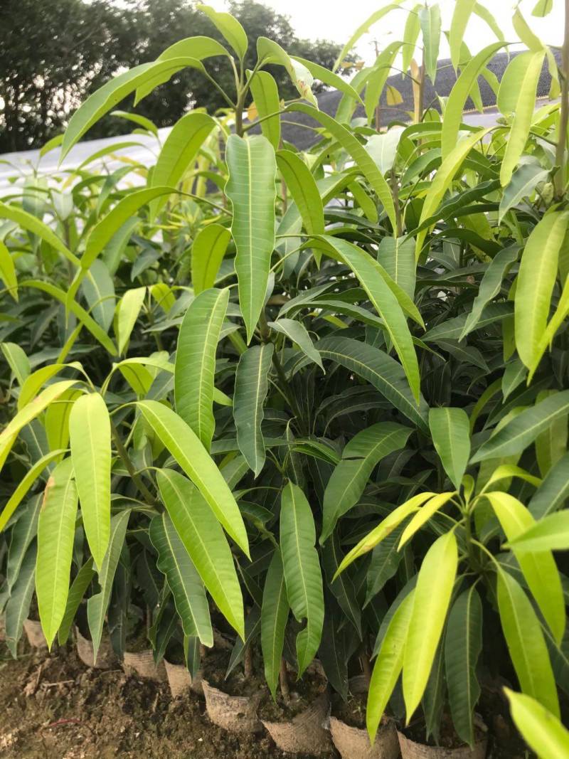 爱文红芒果，日本太阳芒果种苗