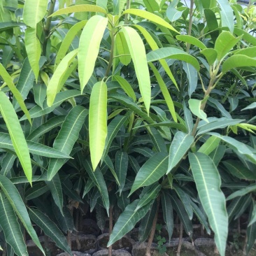 爱文红芒果，日本太阳芒果种苗