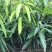 爱文红芒果，日本太阳芒果种苗