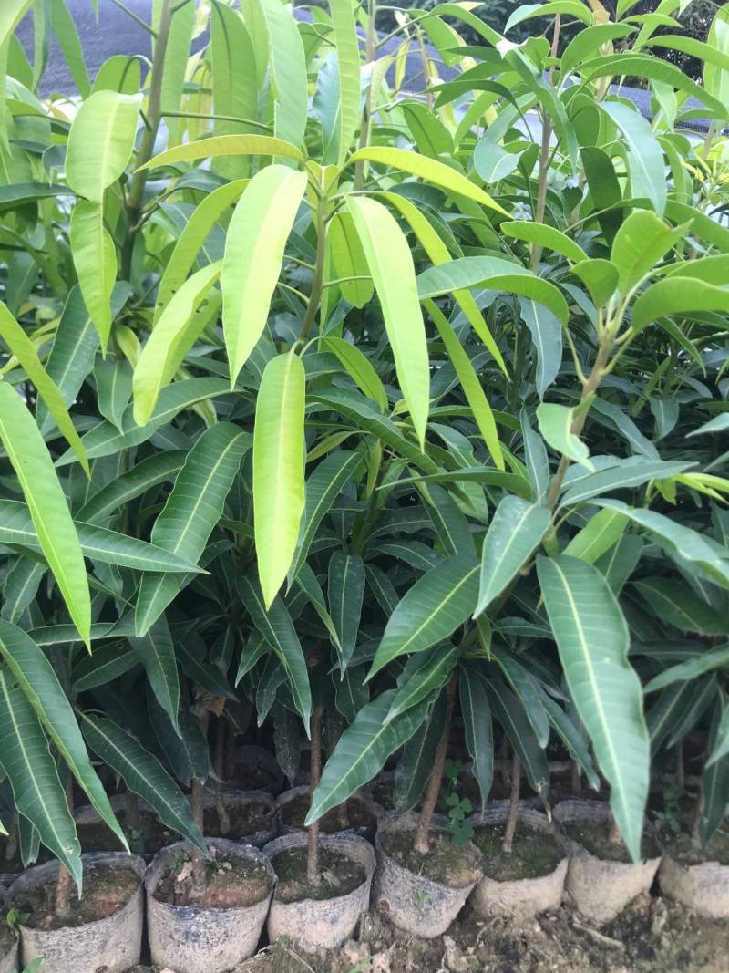 爱文红芒果，日本太阳芒果种苗