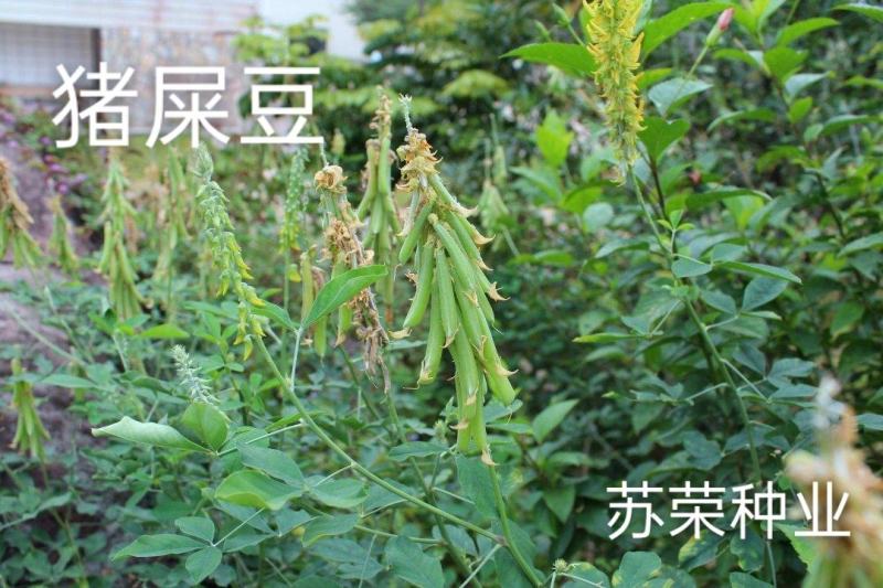 批发猪屎豆种子太阳麻种子椭圆叶猪屎豆三圆叶猪屎豆