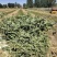 进口苜蓿草国产苜蓿草加密大包苜蓿草350公斤