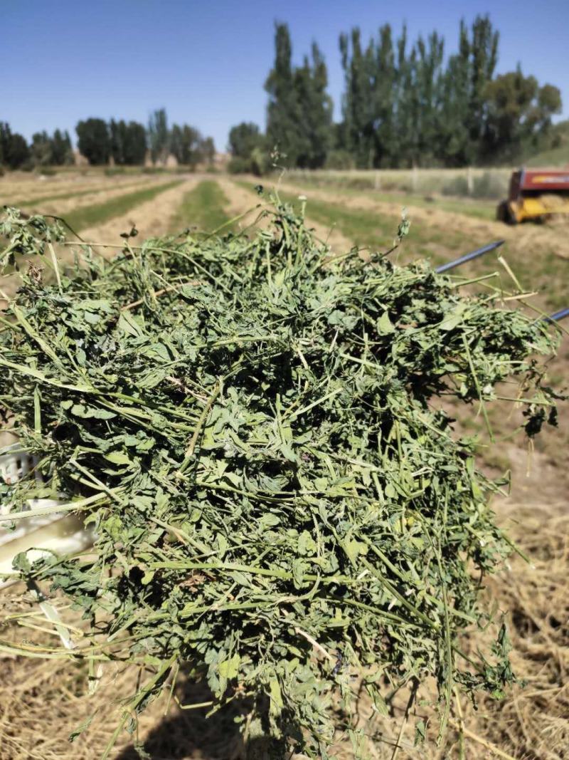 进口苜蓿草国产苜蓿草加密大包苜蓿草350公斤