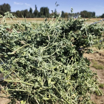 进口苜蓿草国产苜蓿草加密大包苜蓿草350公斤