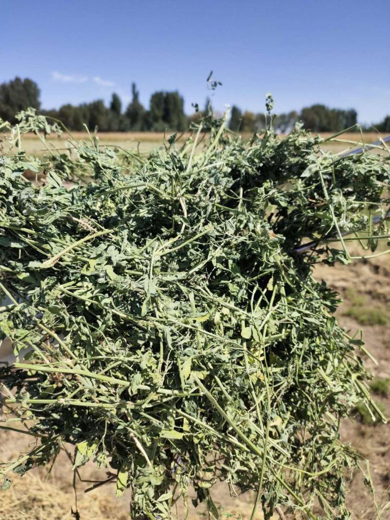 进口苜蓿草国产苜蓿草加密大包苜蓿草350公斤