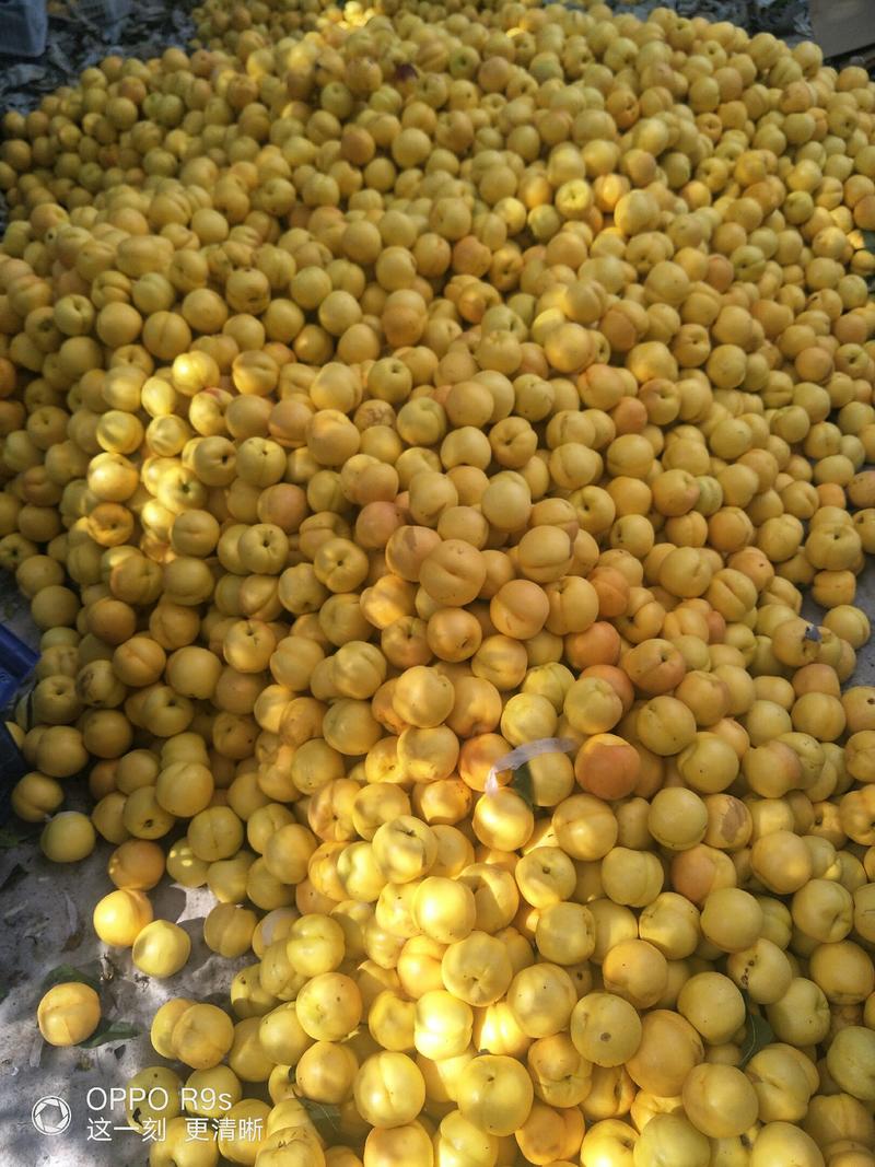 辽宁绥中油八桃，果园现摘产地直供