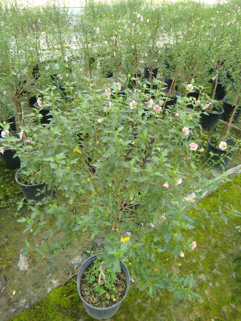 木槿花树苗，木槿棒棒糖，1.5米高木槿棒棒糖