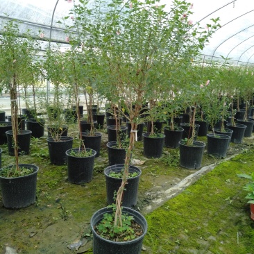 木槿花树苗，木槿棒棒糖，1.5米高木槿棒棒糖