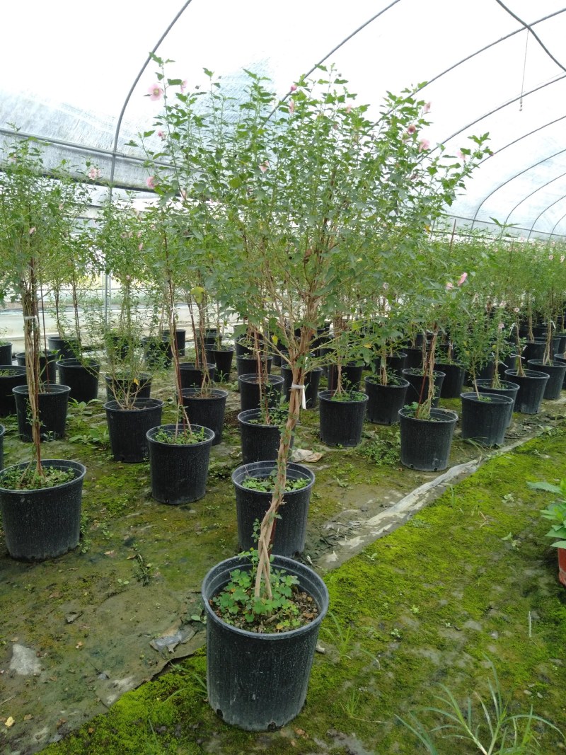 木槿花树苗，木槿棒棒糖，1.5米高木槿棒棒糖