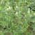 木槿花树苗，木槿棒棒糖，1.5米高木槿棒棒糖
