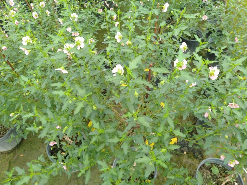 木槿花树苗，木槿棒棒糖，1.5米高木槿棒棒糖
