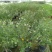 木槿花树苗，木槿棒棒糖，1.5米高木槿棒棒糖
