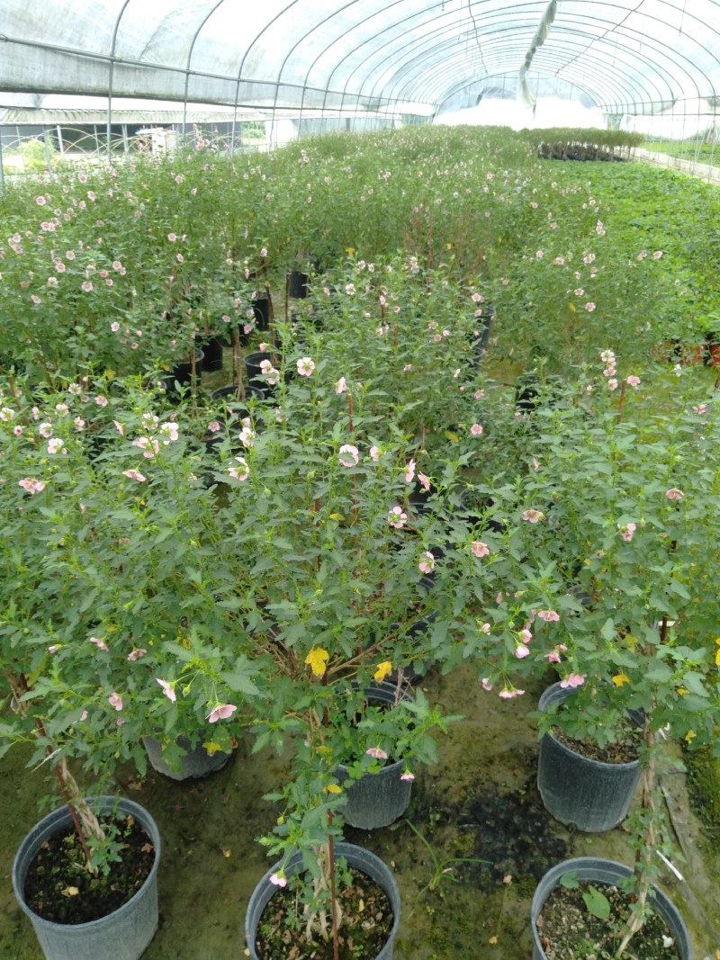 木槿花树苗，木槿棒棒糖，1.5米高木槿棒棒糖