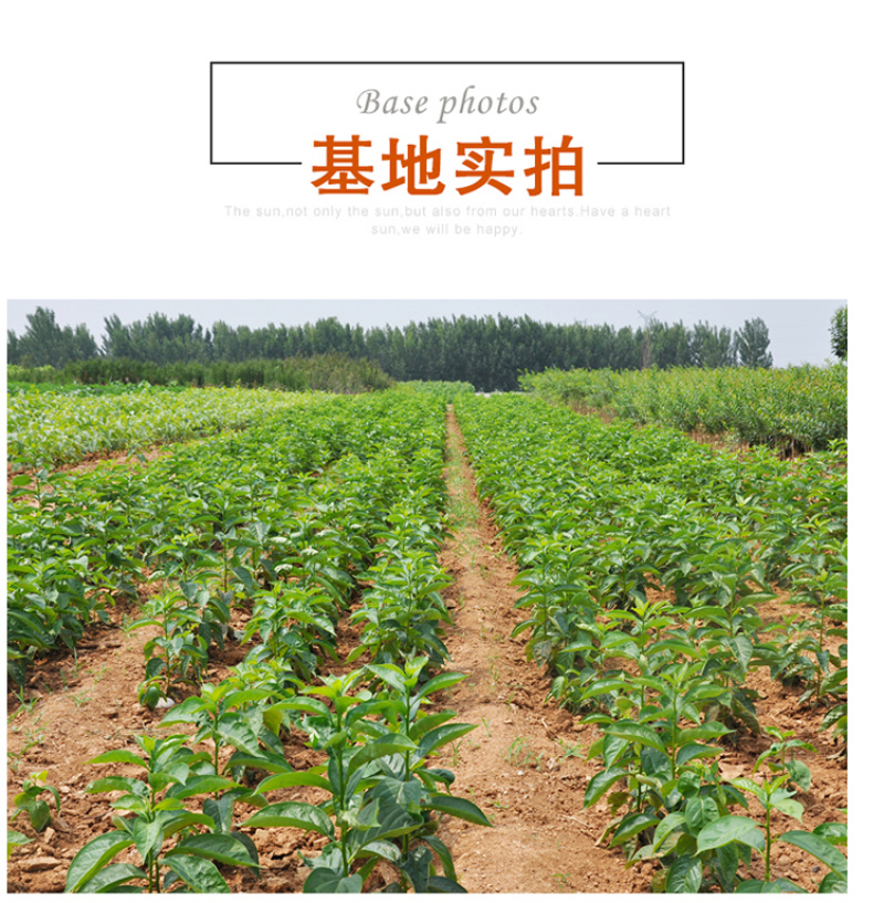 嫁接柿子苗，南北方种植放心苗，基地直发包技术指导