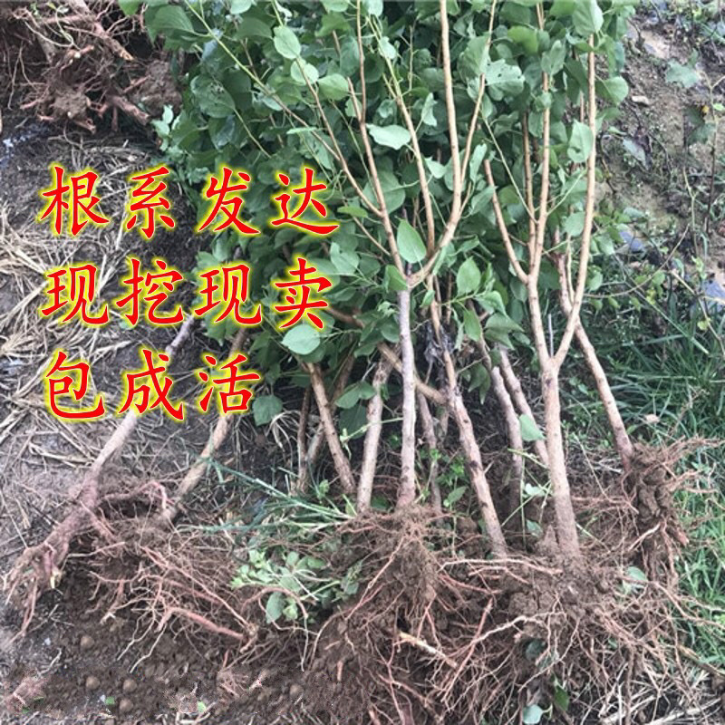 金太阳杏子苗，放心苗，基地直发南北方种植包存活