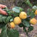 金太阳杏子苗，放心苗，基地直发南北方种植包存活