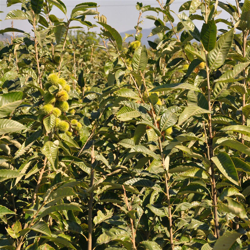 嫁接板栗苗放心苗，当年挂果基地直发南北方种植包存活