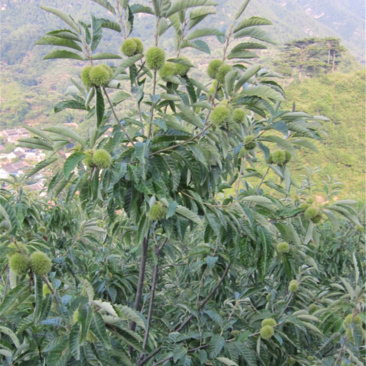 嫁接板栗苗放心苗，当年挂果基地直发南北方种植包存活