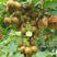 优质嫁接猕猴桃苗，南北方种植，放心苗基地直发，包技术指导