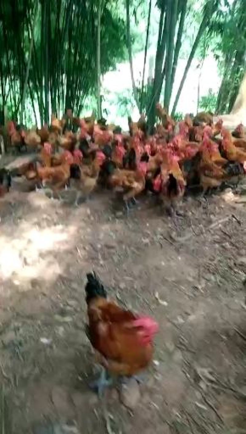 乐山青脚麻鸡跑山鸡开售115天，肉质好玉米养殖