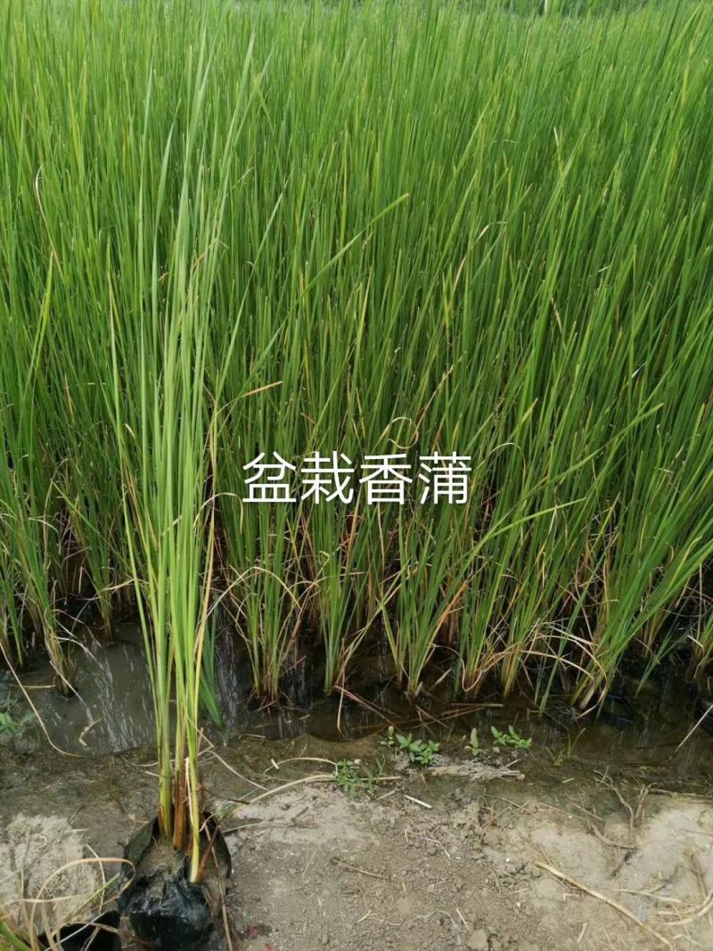 香蒲香蒲苗厂家直销无中间商保值保量24小时服务