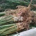 香蒲香蒲苗厂家直销无中间商保值保量24小时服务