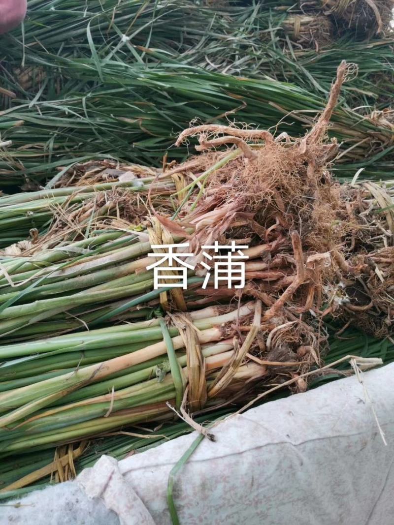 香蒲香蒲苗厂家直销无中间商保值保量24小时服务