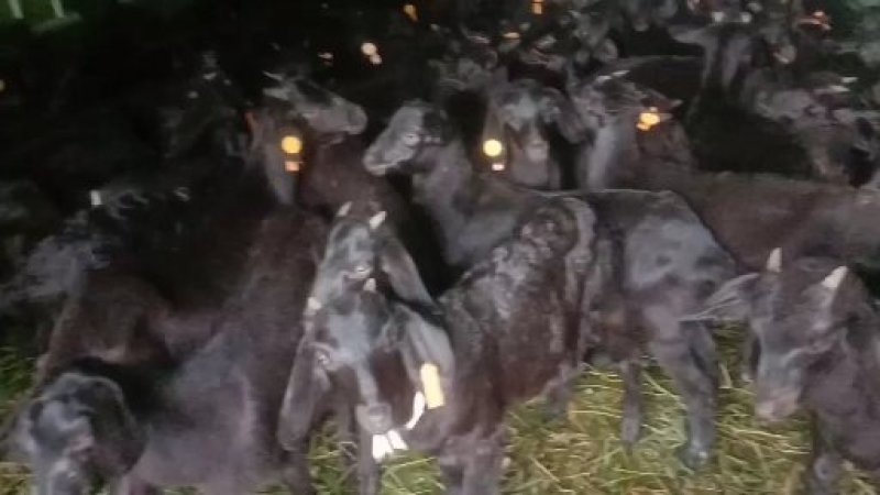 四川本地黑山羊精品阉割上羊