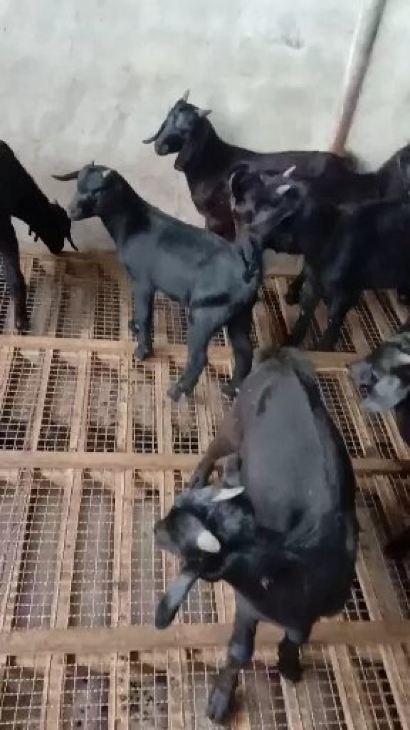 四川本地黑山羊精品阉割上羊