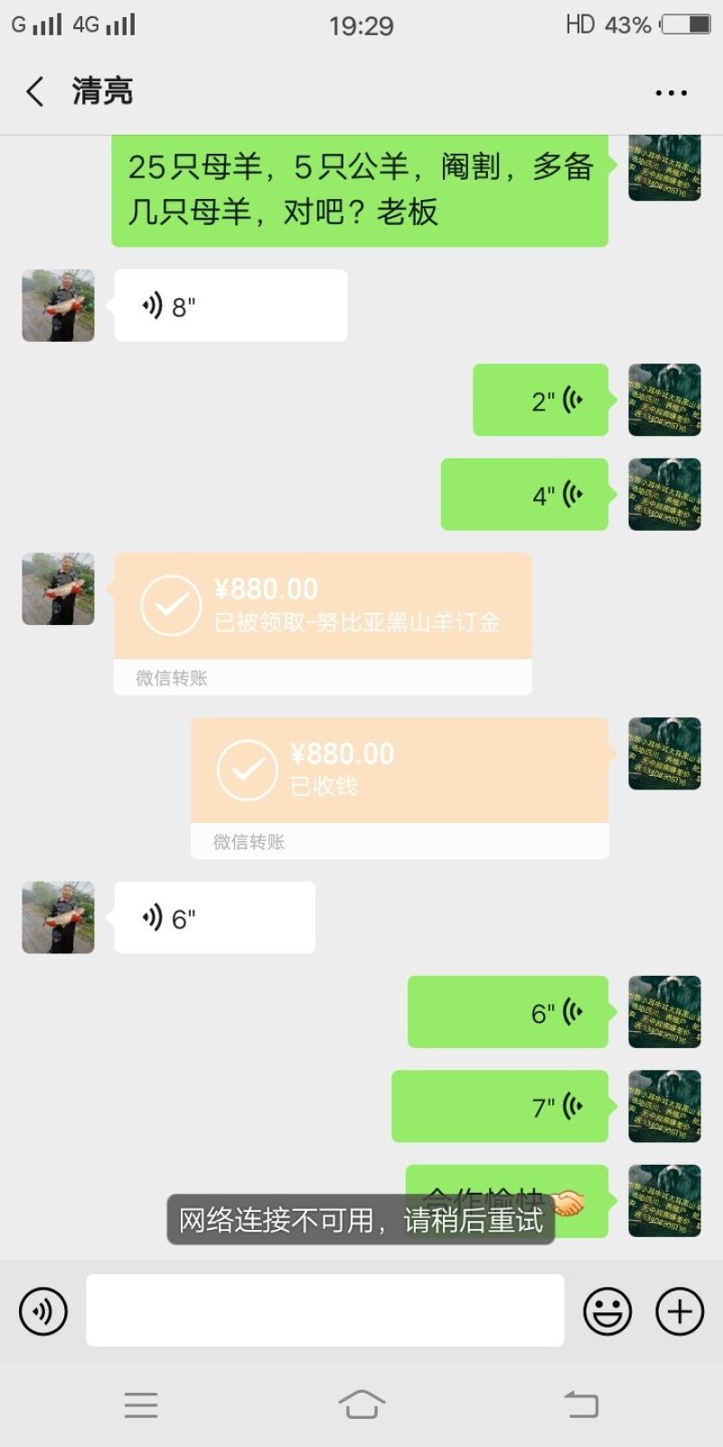 四川本地黑山羊精品阉割上羊