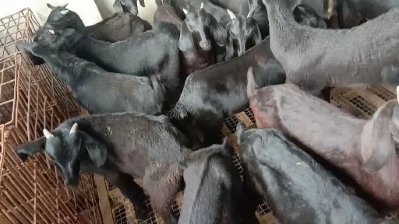 四川本地黑山羊精品阉割上羊