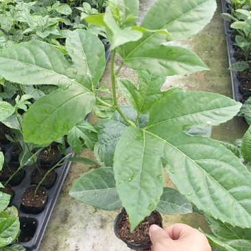 维密百香果嫁接苗，基地直销，量大从优。提供技术。指导。